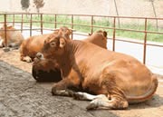 肉牛网-肉牛养殖 肉牛价格 养牛 肉牛养殖基地